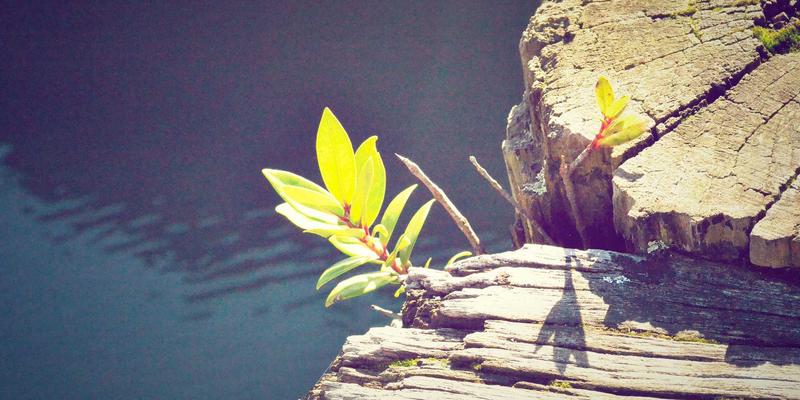 网络自动化运维革命:Ansible在大型网络设备管理中的5大最佳实践